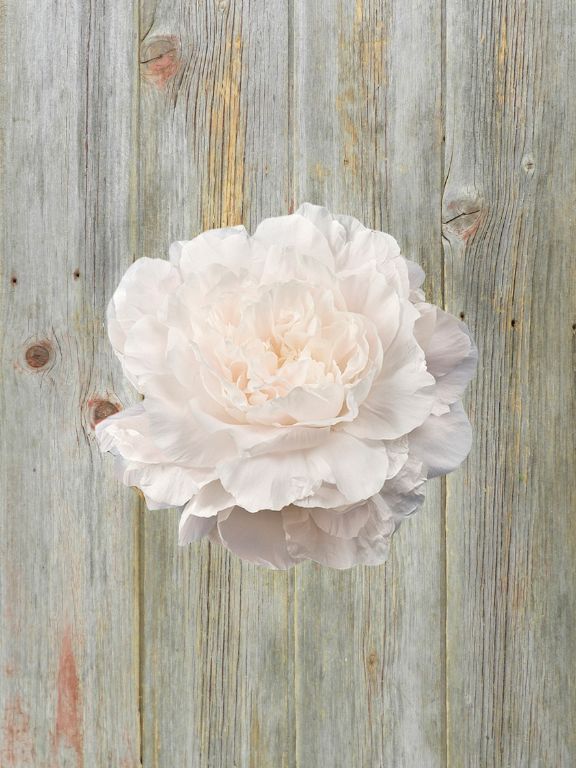 MOTHERS CHOICE BLUSH PINK PEONIES